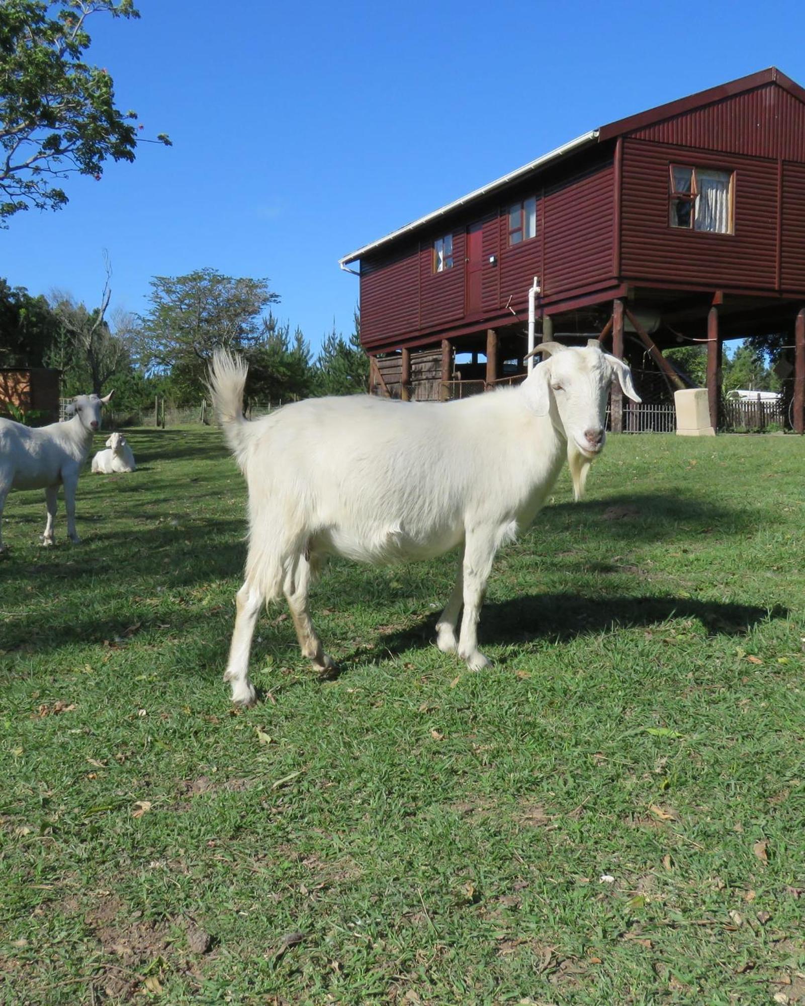 Misty View Farm Stay Layitemeni Екстериор снимка
